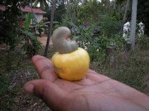 cashew nut & fruit